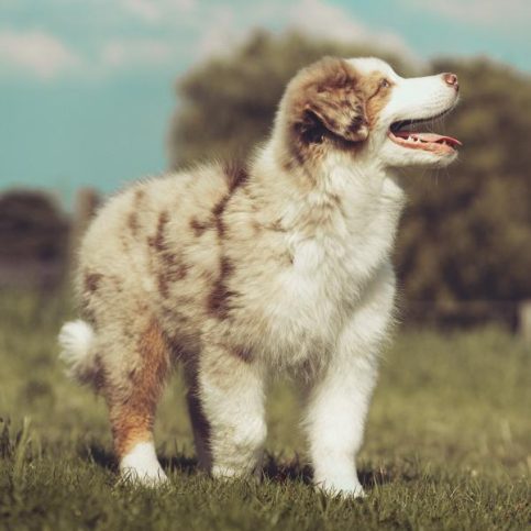 Welpenkurs-Bild-square